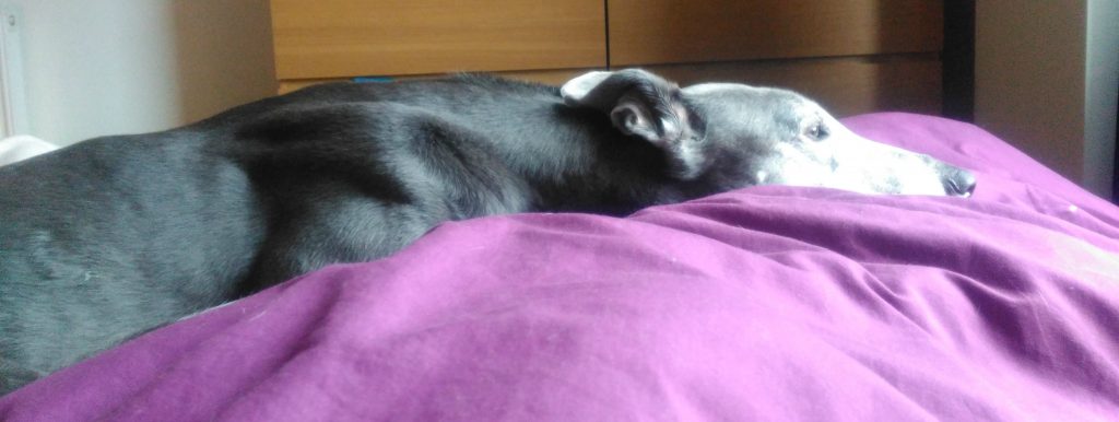 Max... our much loved rescue greyhound who likes our bed much more than his own.