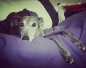 Meet Sir Maxelot, he's a 9 year old ex-racing greyhound that we rescued... and his beautiful soul rescued us right back. He likes his space but he has a gentle heart of gold. From such tough beginnings, he now resides in luxury and has his own sofa. He's our boy.