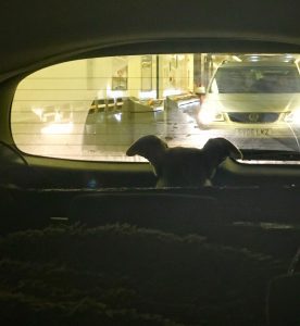 Sir Maxelot loves watching the world go by... and in this instance he's enjoying looking at the car behind us in the Eurotunnel.