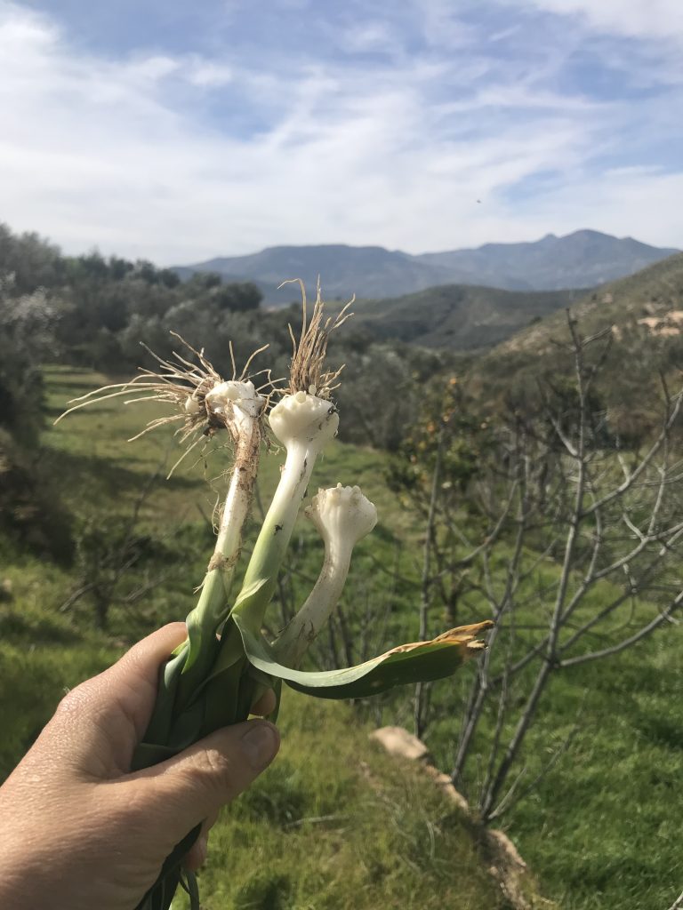 Wild Spring Onions!